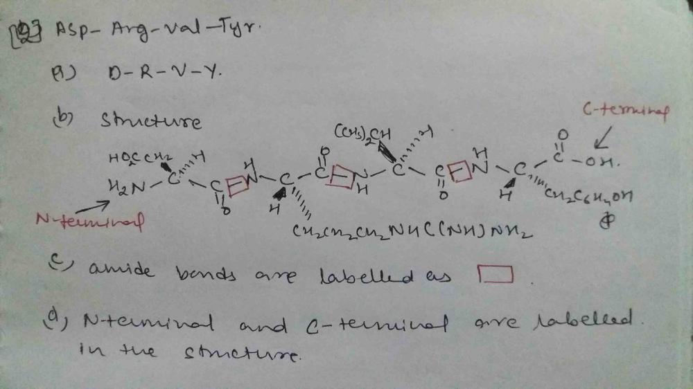 For Each Tetrapeptide 1 Ala Gln Cys Ser 2 Asp Arg Val Tyr A Name The Peptide Using One Letter Abbreviations B Draw The Structure C Label All Amide Bonds D Label The N Terminal And C Terminal Amino Acids