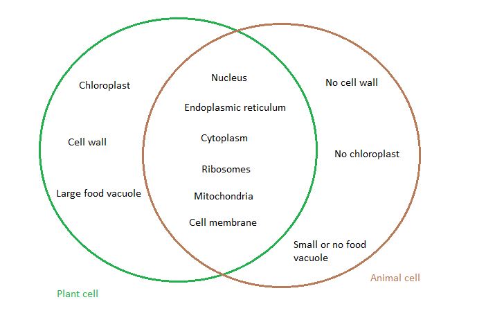 Top 136 + Difference between plant cell and animal cell - Inoticia.net