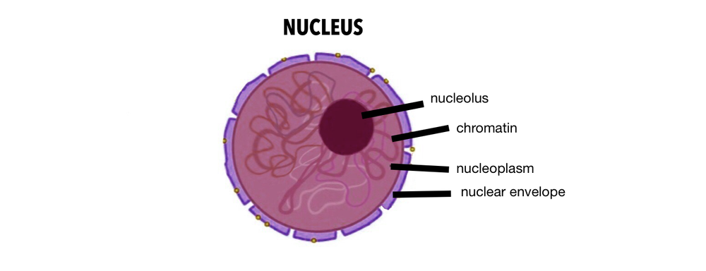 Draw a cell nucleus. Label and give the function of the foll | Quizlet
