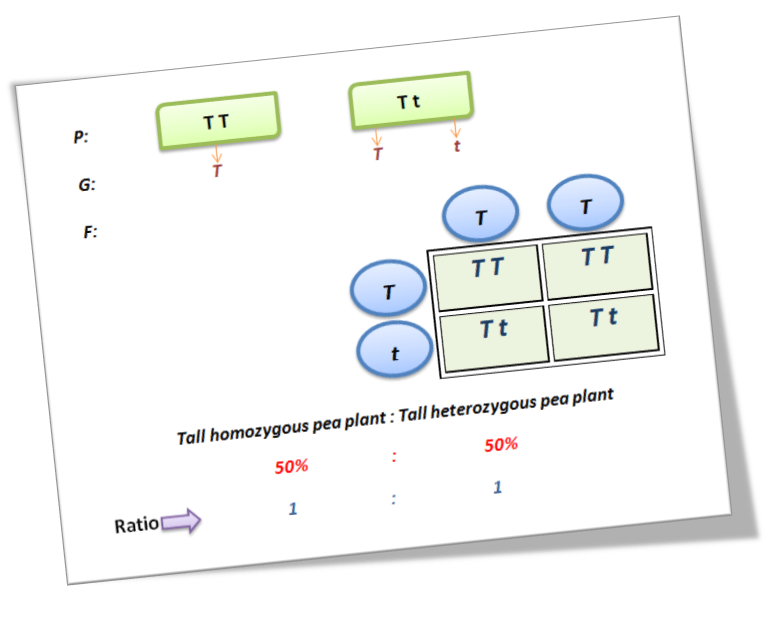 One Parent Is Homozygous Tall And The Other Is Heterozygous Quizlet