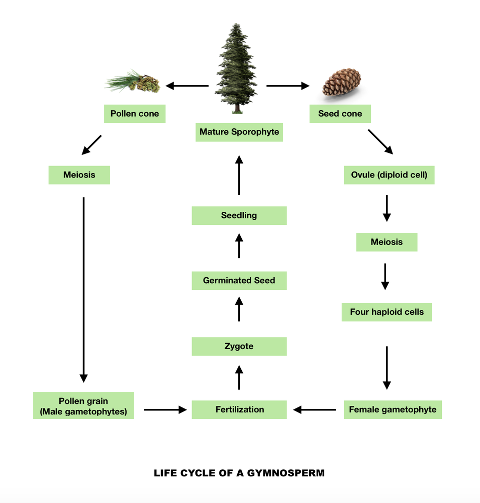simple gymnosperm life cycle