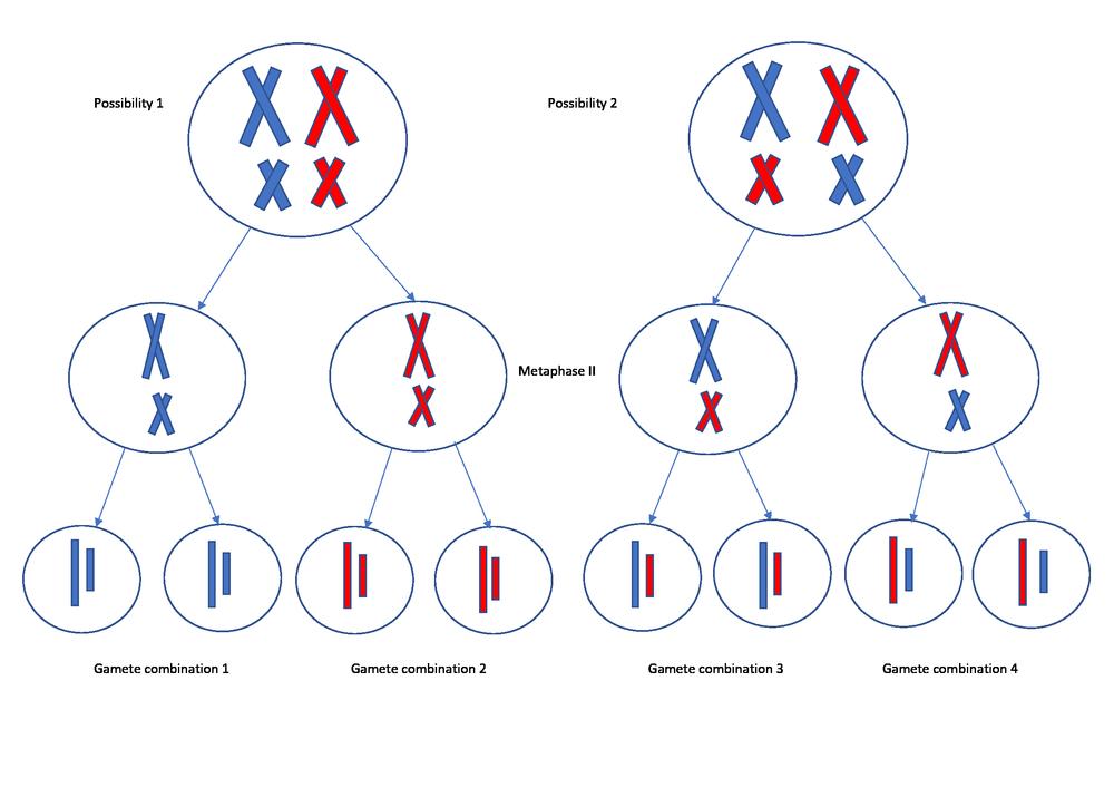 independent assortment of chromosomes