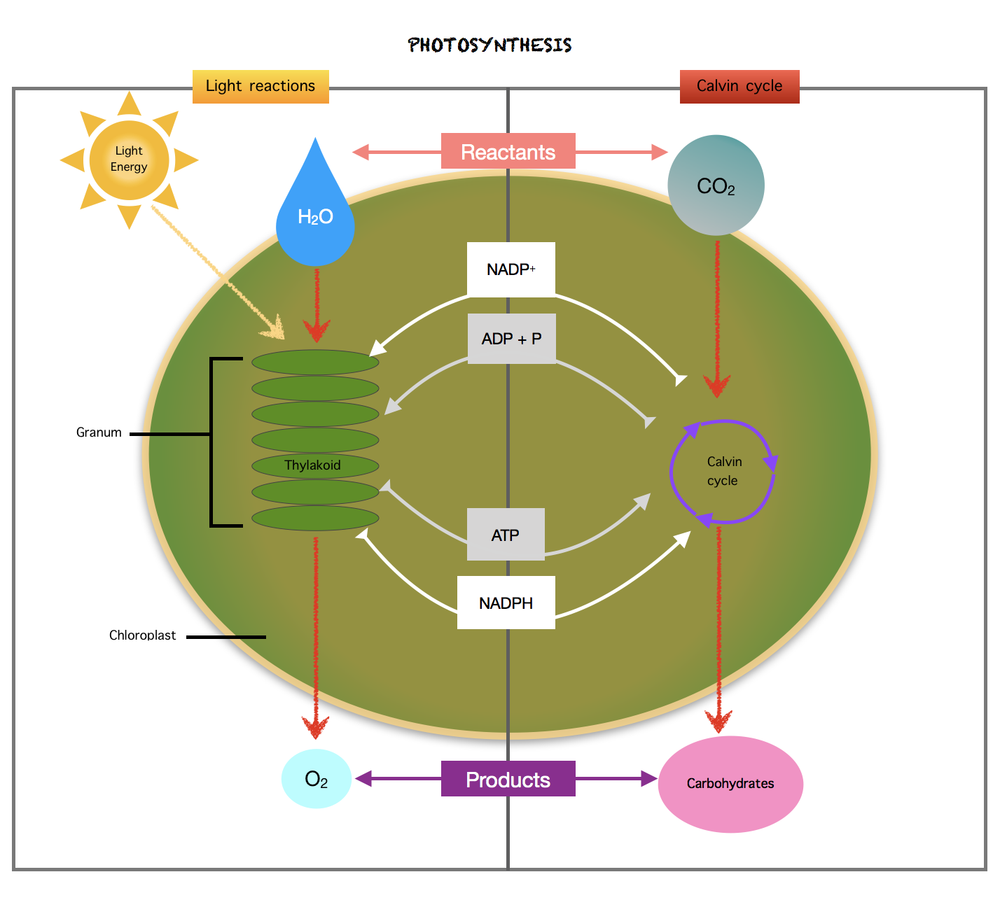 Develop A Model To Illustrate The Role Of Photosynthesis In Transforming Energy Include The Terms Photosynthesis Sun Light Energy Chemical Energy Carbohydrates And Bonds Homework Help And Answers Slader