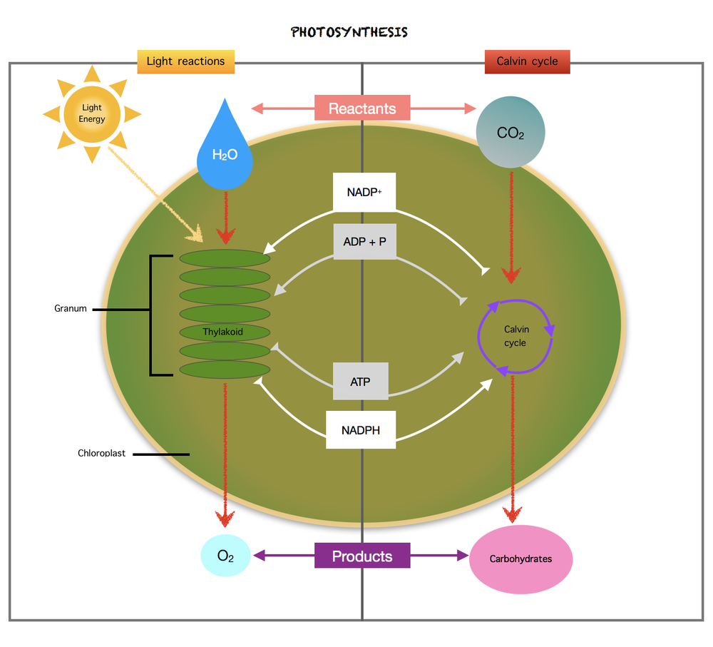 develop-a-model-to-illustrate-the-role-of-photosynthesis-in-quizlet