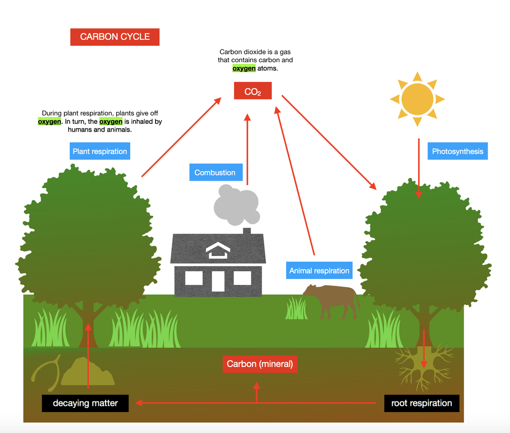 Draw A Model To Show How The Process Of Photosynthesis Impacts Both The Flow Of Energy And The Cycling Of Carbon Through The Atmosphere And Biosphere Homework Help And Answers Slader
