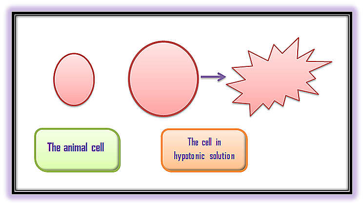Sketch a before and an after diagram of an animal cell place | Quizlet