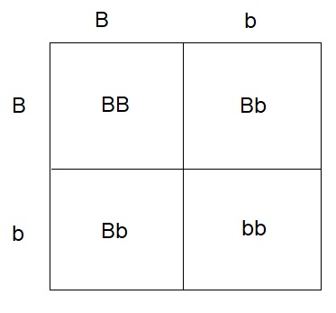 Solved In guinea pigs, black coat (B) is dominant over white