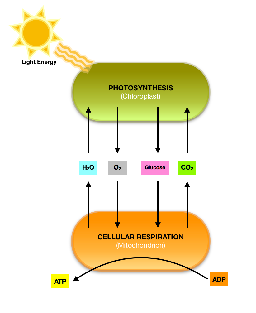 Sketch And Label A Diagram Showing The Relationship Between Photosynthesis And Cellular Respiration Homework Help And Answers Slader