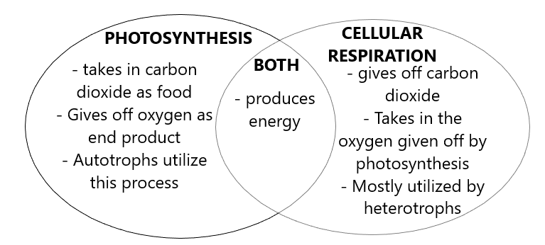 interactions-between-photosynthesis-and-cellular-respiration-note-how-the-reagents-and-products