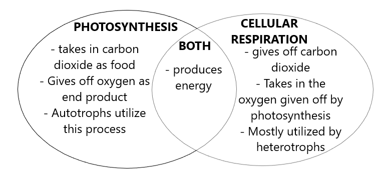 cellular-respiration-venn-diagram