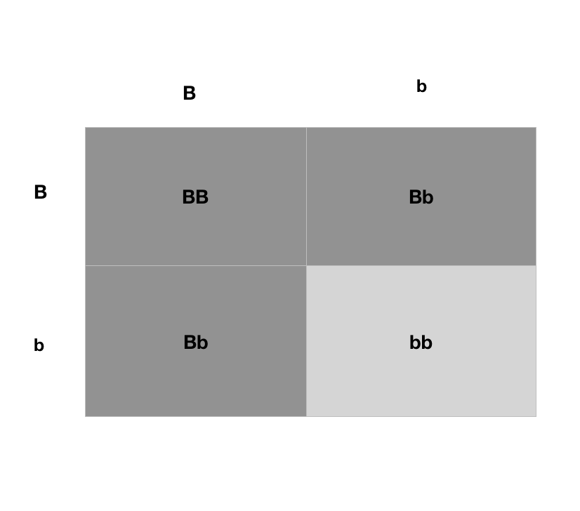 Solved In guinea pigs, black coat (B) is dominant over white