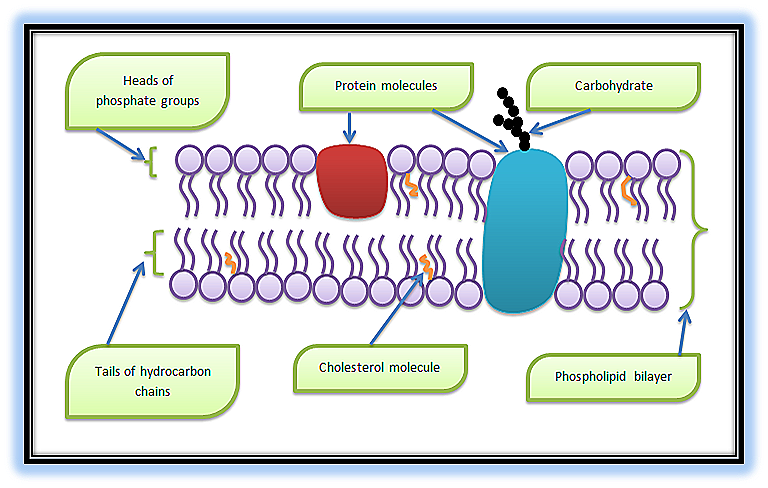 Diagram The Plasma Membrane Label Each Component Quizlet