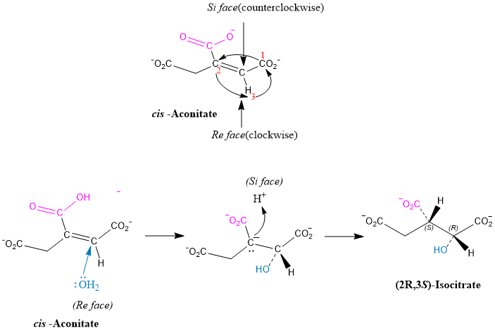 Organic Chemistry - 9781305080485 - Exercise 20 | Quizlet