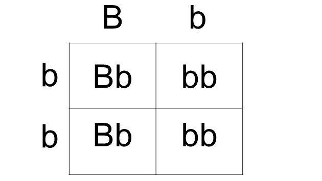 In guinea pigs, the allele for black fur $(B)$ is dominant o | Quizlet