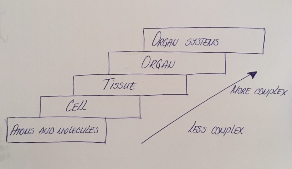 sequence-the-levels-of-organization-listed-below-in-the-corr-quizlet