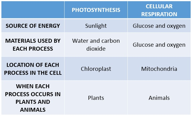 Compare photosynthesis and respiration with regard to each o | Quizlet