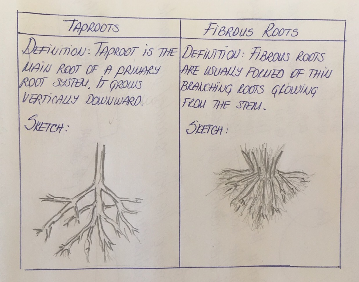 How to draw tap root & fibrous root easily /taproot system & fibrous root  system easy drawing - YouTube