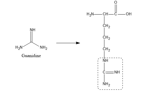 Guanidine And The Guanidino Group Present In Arginine Are Two Of The Strongest Organic Bases Known Account For Their Basicity Homework Help And Answers Slader