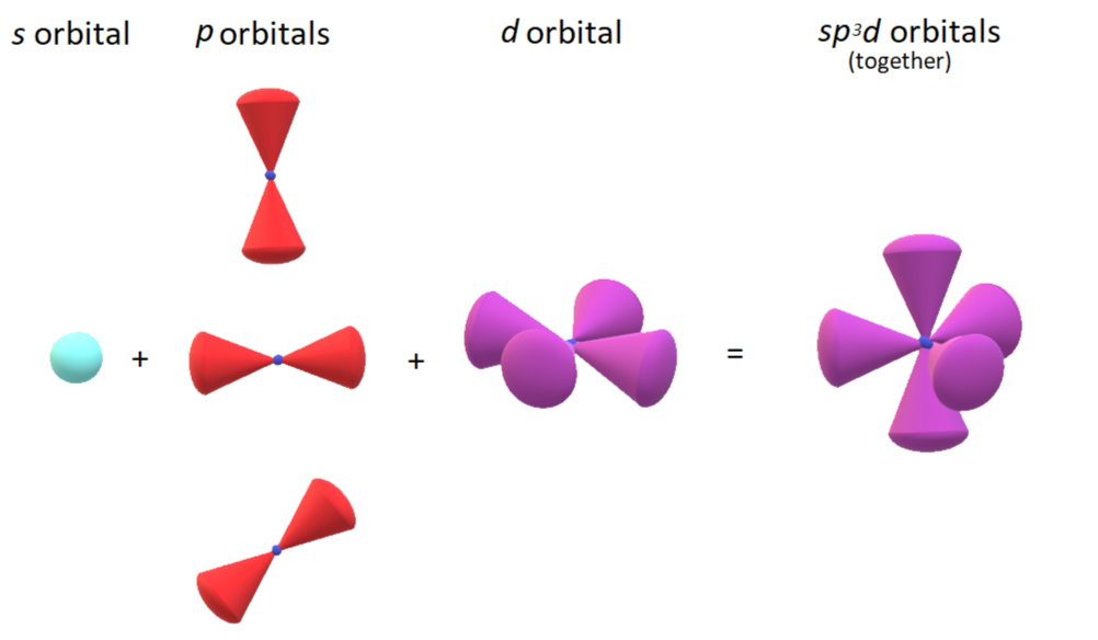 Sketch each set of hybrid orbitals. $$ s p^3 d $$ | Quizlet