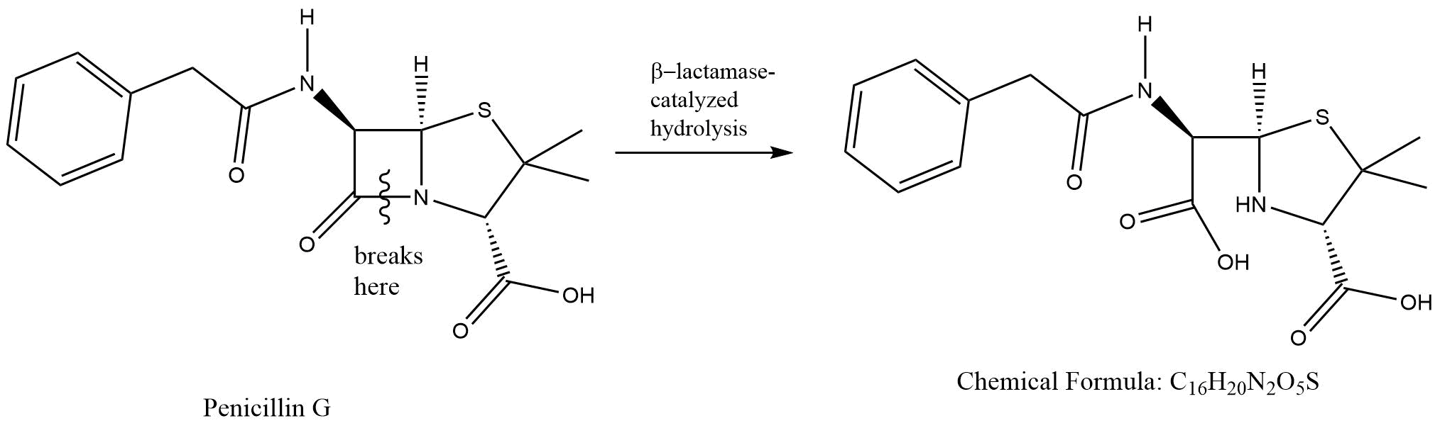 cyclic amide hydrolysis