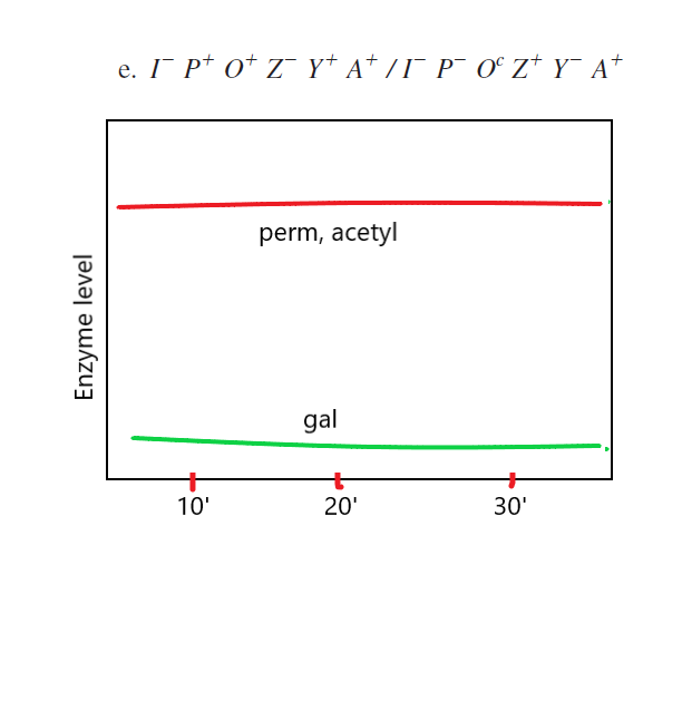 For the following mutant E. coli strains, plot a 30-minute t | Quizlet