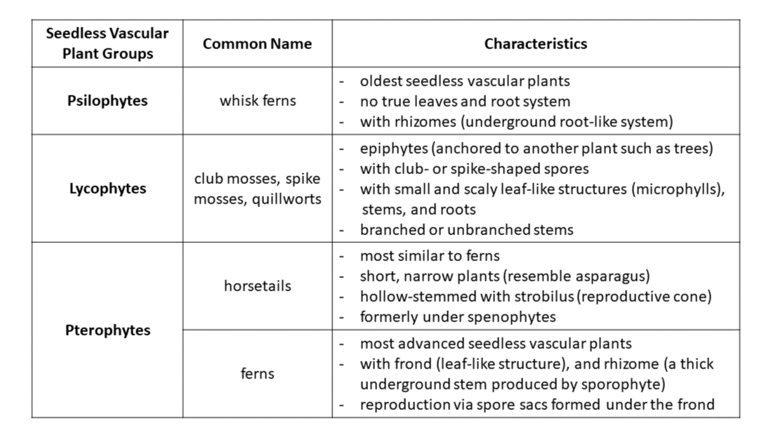 Make A Table That Lists The Characteristics Of Seedless Vasc Quizlet