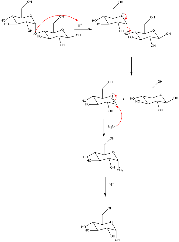 hydrolysis reaction mechanism