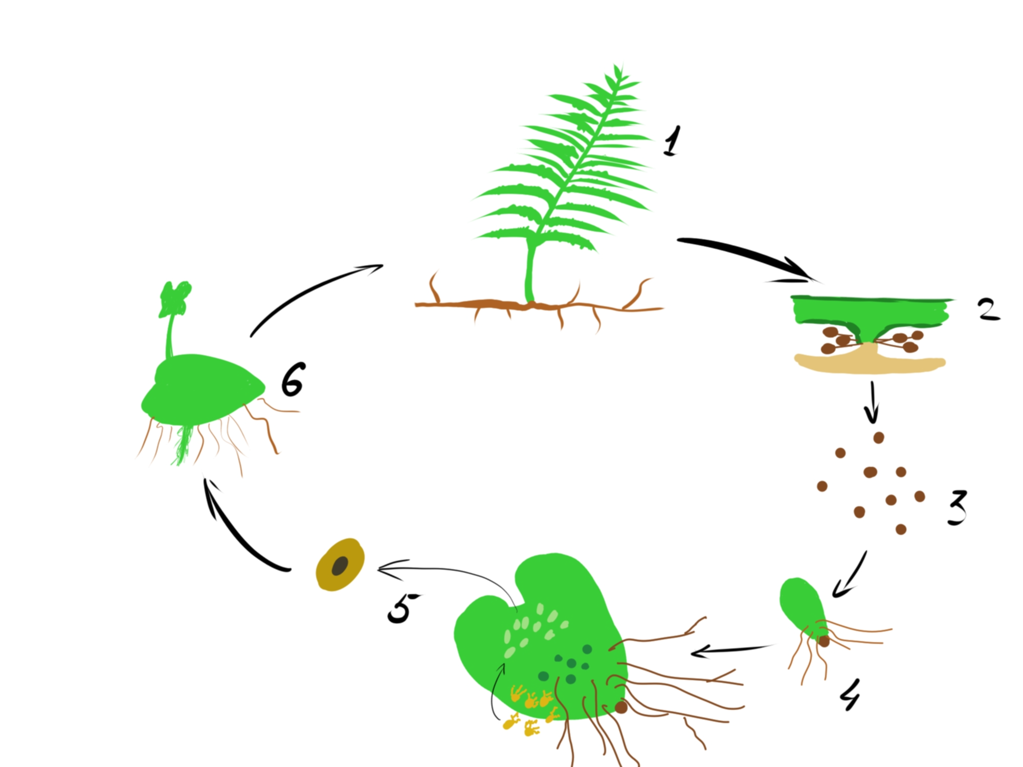 Draw a diagram to describe the life cycle of a fern, pointin | Quizlet