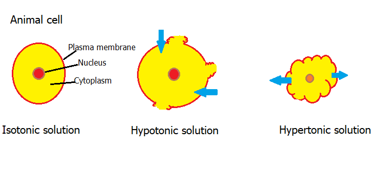 Define osmosis. Describe verbally and with drawings what hap | Quizlet