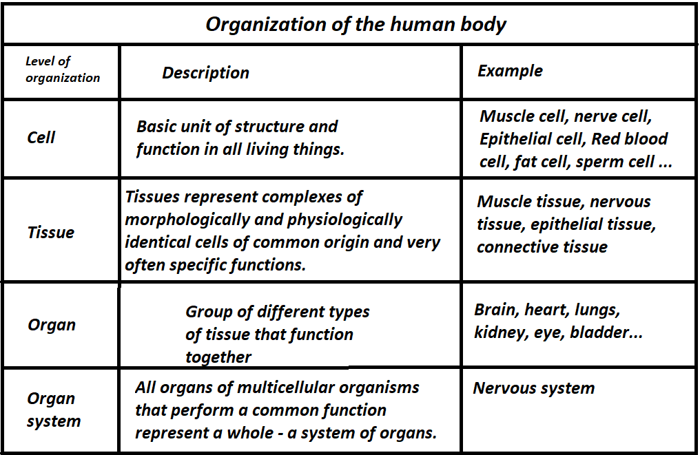 complete-the-table-about-the-organization-of-the-human-body-quizlet