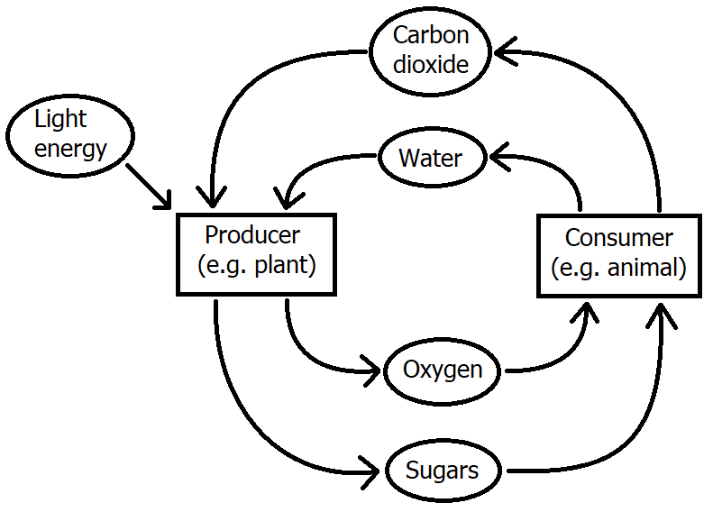 Draw a simple ecosystem made up of at least one producer and | Quizlet