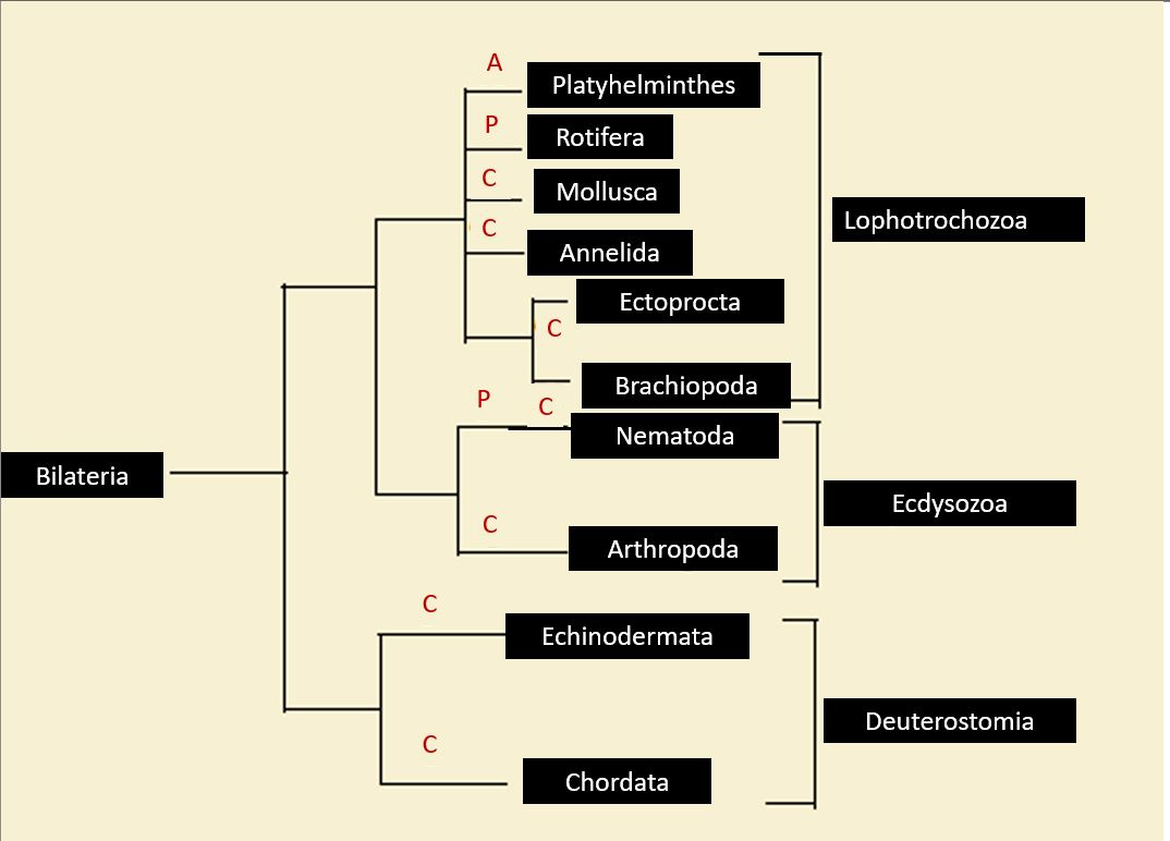 Draw a phylogenetic tree of Bilateria that includes the ten Quizlet