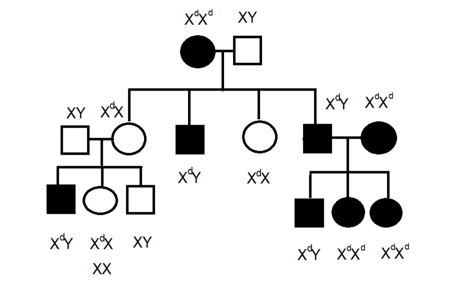 construct-a-genetics-problem-to-be-given-the-problem-must-t-quizlet