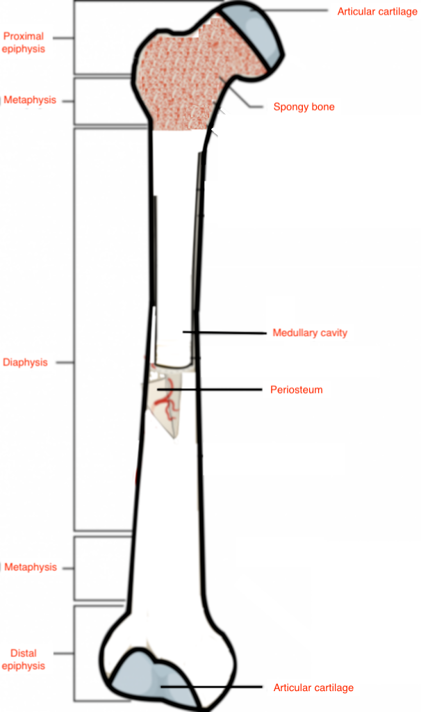 Sketch A Typical Long Bone And Label Its Epiphyses Diaphys Quizlet 4740