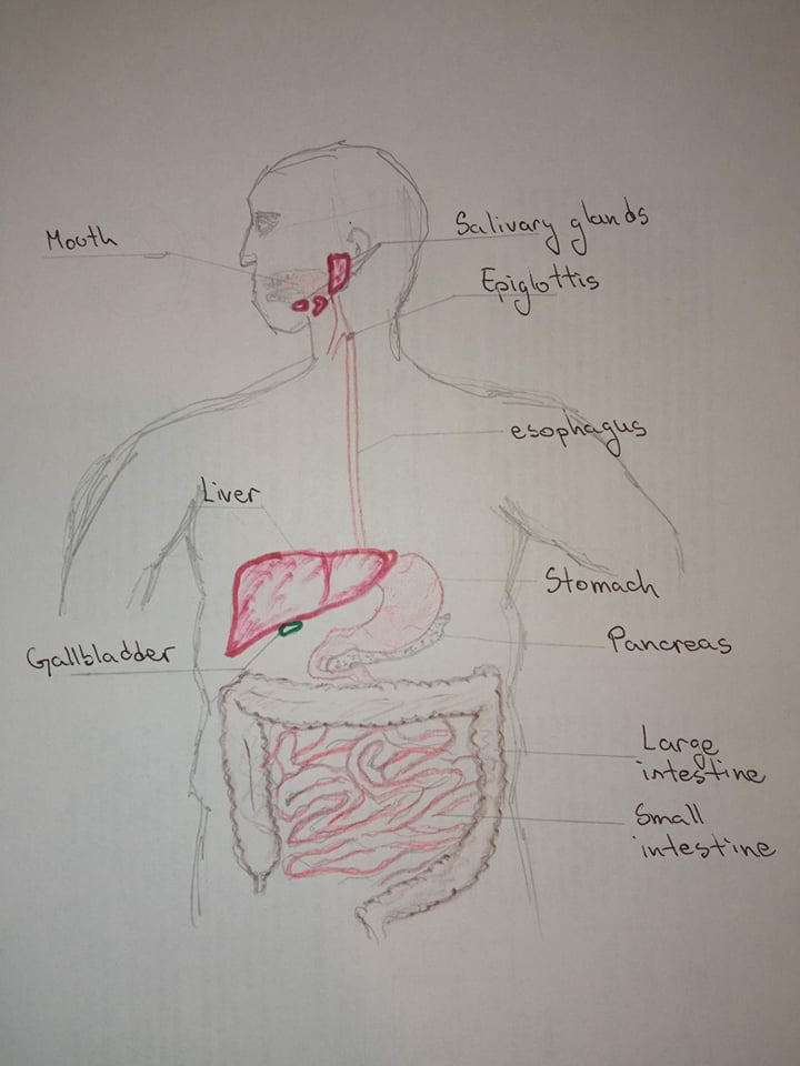 Label all structures/organs associated with the digestive system. |  Homework.Study.com