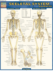 Search Quizlet › human health illness chapter 8 skeletal system | Quizlet