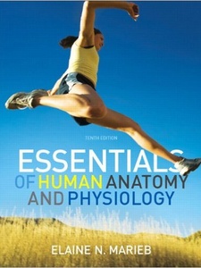 Essentials of Human Anatomy and Physiology 10th Edition by Elaine N. Marieb