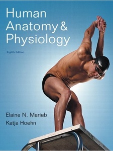 Human Anatomy and Physiology 8th Edition by Elaine N. Marieb, Katja Hoehn