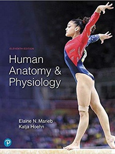 Human Anatomy and Physiology, Student Edition 11th Edition by Elaine Nicpon Marieb, Katja Hoehn