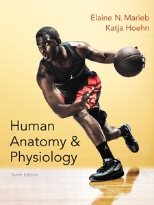 Human Anatomy Physiology 10th Edition by Elaine Nicpon Marieb, Katja Hoehn