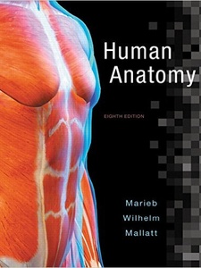 Human Anatomy 8th Edition by Elaine N. Marieb, Jon B. Mallatt, Patricia Brady Wilhelm