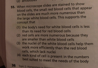 When Microscope Slides Are Stained To Show Blood Cells The Small Red Blood Cells That Appear On The Slides Are Much More Numerous Than The Large White Blood Cells This Supports The